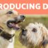 Introducing Reactive Dog to Dogs: Safe and Smooth Socialization