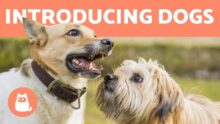 Harmonious Dog Introductions: Guide to a Pawfect First Meeting