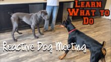 Introducing Reactive Dog to Dogs: Safe and Smooth Socialization