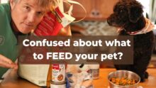 Unleash pet nutrition! Best Food Choices for Healthy Companions