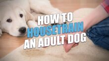 Master Adult Dog Housetraining: Simplify Potty Training Your Canine