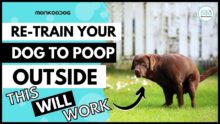 Adult Dog Potty Training: Conquer Accidents and Go Outside!