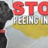 Master Puppy Potty Training: Easy & Effective Tips for Success!