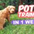 Don’t Make This Huge Potty Training Mistake! Save Months Now
