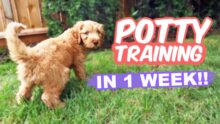 Potty Train Your 10-Week Puppy in 1 Week: Fast and Easy Tips