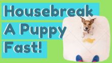 Potty Train Puppy Fast: Master Housebreaking in Days