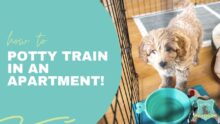 Conquer Apartment Puppy Potty Training: Expert Tips for Success