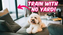 Ace Apartment Dog Training: Tips to Thrive in Tight Spaces