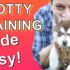 Apartment Puppy Training Success: Master Potty Time & More!