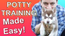 Puppy Potty Train Fast: Guide to Accident-Free Pups