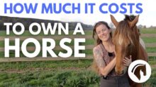 Unbridled Expenses: The True Cost of Horse Ownership Breakdown