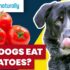 Safe Strawberry Treats for Dogs: Sweet and Smart Snacking