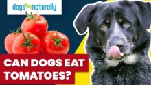 Can dogs eat tomatoes? What You Need to Know | Dog Nutrition Tips