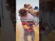Safe Strawberry Treats for Dogs: Sweet and Smart Snacking