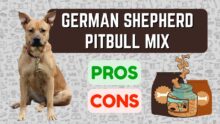 German Shepherd Pitbull Mix: Discover the Pros and Cons