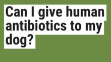 Can I Give Human Antibiotics to My Dog? | Pet Owner’s Guide