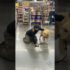 Empower Yourself: Train Your Own Service Dog | Owner Trained Service Dogs