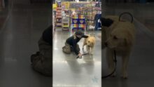 Training Service Dogs: Bracing Techniques for Handlers