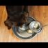 How to Get Your Dog to Drink More Water πΆπ§ Tips & Tricks