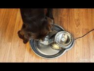 How to Make a Dog Drink Water When He Doesn’t Want To