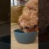 Encouraging Dogs to Drink More Water: Tips and Tricks