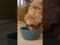 How to Get Your Dog to Drink More Water 🐶💧 Tips & Tricks