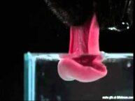 Slow Motion Dog Water Drinking: Fascinating Insights