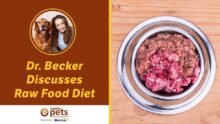 Raw Food Diet for Dogs: Dr. Becker Discusses Benefits
