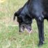 Dog Allergy Friendly Raw Food: Recipes & Tips for Dogs with Allerg