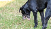 Settle Dog Stomach Upset: 4 Effective Methods