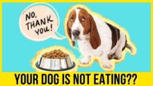 Dog Vomiting & Upset Stomach: Home Remedies Guide