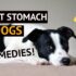 Effective Home Remedies for Soothing Your Dog’s Upset Stomach