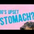 🤢🐶3 Remedies for Upset Stomach in Dogs: Effective Solutions