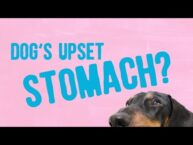 Effective Home Remedies for Soothing Your Dog’s Upset Stomach