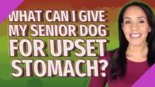 Effective Remedies for Soothing Your Senior Dog’s Upset Stomach