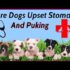 Soothe Your Pup’s Tummy Troubles with This Homemade Dog Food Upset Stomach Recipe
