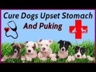 How to Cure Your Dog’s Upset Stomach and Prevent Puking