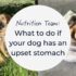 Understanding Guide Dog Upset Stomach: Causes and Solutions