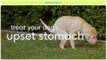 Emergency Steps to Treat Your Dog’s Upset Stomach Now!