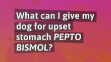 Can Dogs Have Pepto Bismol? Safe Upset Stomach Relief for Dogs
