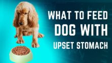Best Food for Upset Stomach in Dogs: A Dog Owner’s Guide