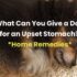 Best Food for Upset Stomach in Dogs: A Dog Owner’s Guide