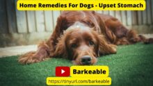 Soothe Your Dog’s Upset Stomach: Easy Home Remedies