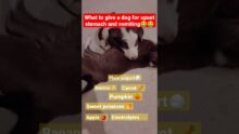 Soothe Your Dog’s Upset Stomach & Vomiting Fast