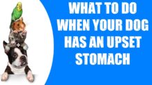 Help Your Dog’s Upset Stomach: Fast & Easy Tips