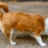 Safe Dog Vomiting Home Remedies: Soothe Your Pup’s Stomach