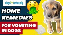 Safe Dog Vomiting Home Remedies: Soothe Your Pup’s Stomach