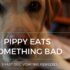 Help Your Dog! Home Care Tips for Dog Vomiting