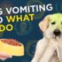 The Pack Dynamic: Tips for Successfully Managing a Multi-Dog Household
