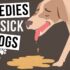 Understanding Dog Vomiting & Diarrhea: Causes & Care
